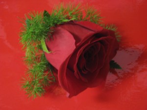 Wedding Flowers Williamsville, NY 